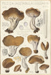 Peziza acetabula vulgaris - Hans Baldung — widok dzieła