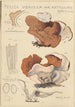 Peziza venosa var Reticulata greville - Hans Baldung — widok dzieła