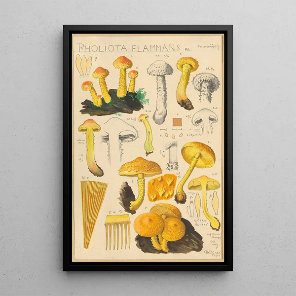 Pholiota flammans Pholiota caperata - Hans Baldung — oprawiony obraz na ścianie