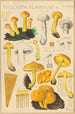 Pholiota flammans Pholiota caperata - Hans Baldung — widok dzieła