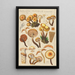 Pholiota mutabilis Schaeffer - Hans Baldung — oprawiony obraz na ścianie
