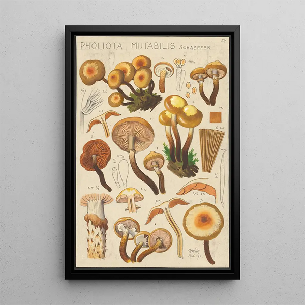 Pholiota mutabilis Schaeffer - Hans Baldung — oprawiony obraz na ścianie