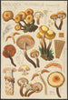 Pholiota mutabilis Schaeffer - Hans Baldung — widok dzieła