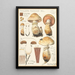Pholiota radicosa Bull - Hans Baldung — oprawiony obraz na ścianie