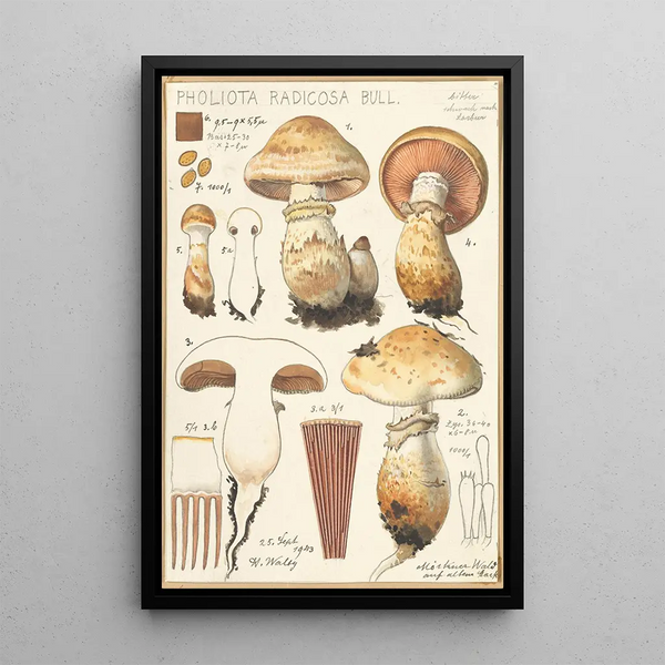 Pholiota radicosa Bull - Hans Baldung — oprawiony obraz na ścianie