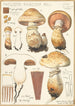Pholiota radicosa Bull - Hans Baldung — widok dzieła