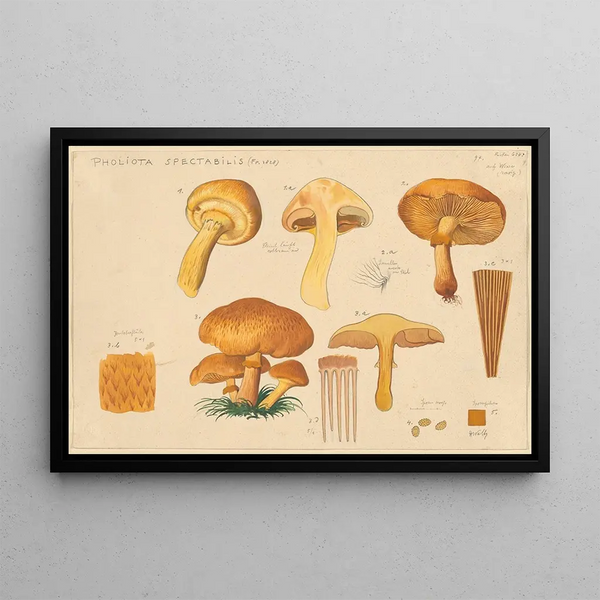 Pholiota spectabilis Fr 1828 - Hans Baldung — oprawiony obraz na ścianie