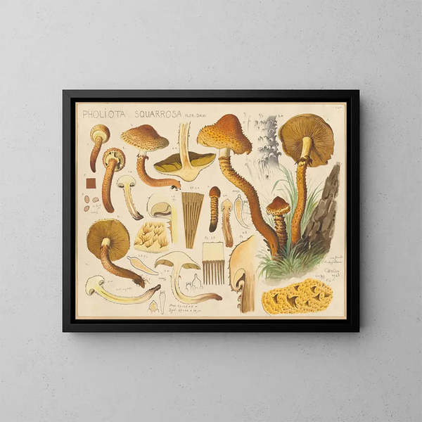 Pholiota squarrosa - Hans Baldung — oprawiony obraz na ścianie