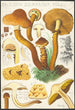 Pholiota squarrosa Mll - Hans Baldung — widok dzieła