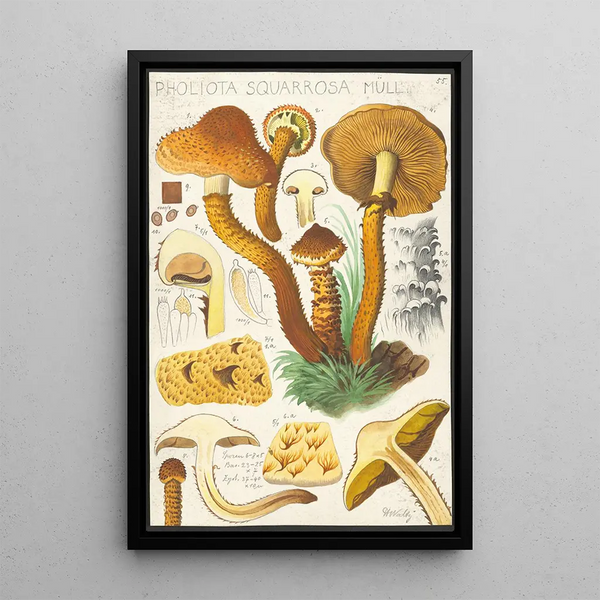 Pholiota squarrosa Mll - Hans Baldung — oprawiony obraz na ścianie