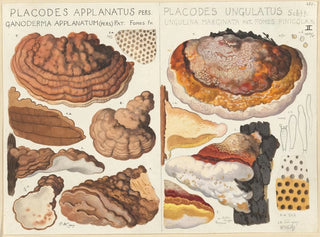 Placodes aplani Placodes ungulatus - Hans Baldung — widok dzieła