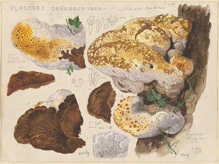 Placodes dryadeus pers - Hans Baldung — widok dzieła