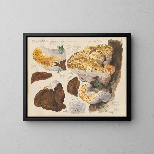 Placodes dryadeus pers - Hans Baldung — oprawiony obraz na ścianie