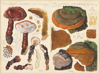 Placodes lucidus Placodes igniarus - Hans Baldung — widok dzieła