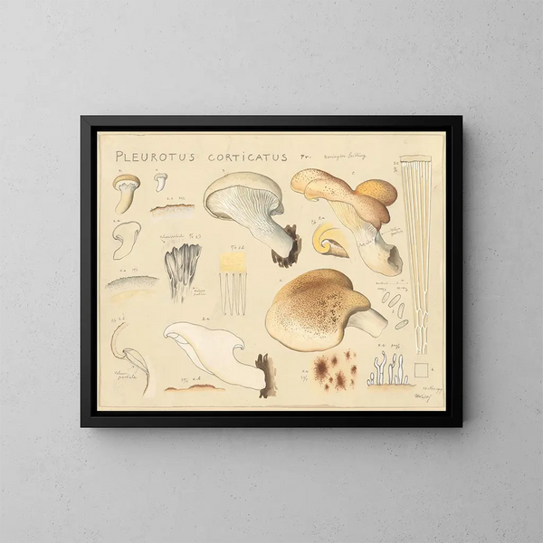 Pleurote corticatus - Hans Baldung — oprawiony obraz na ścianie