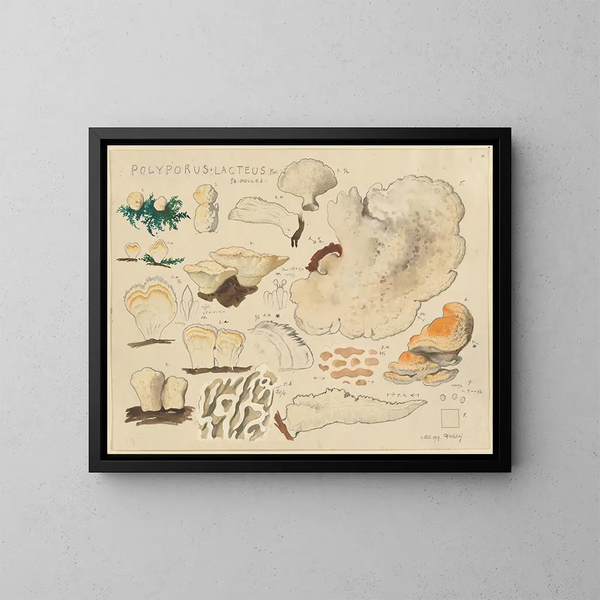 Polypore lacté - Hans Baldung — oprawiony obraz na ścianie