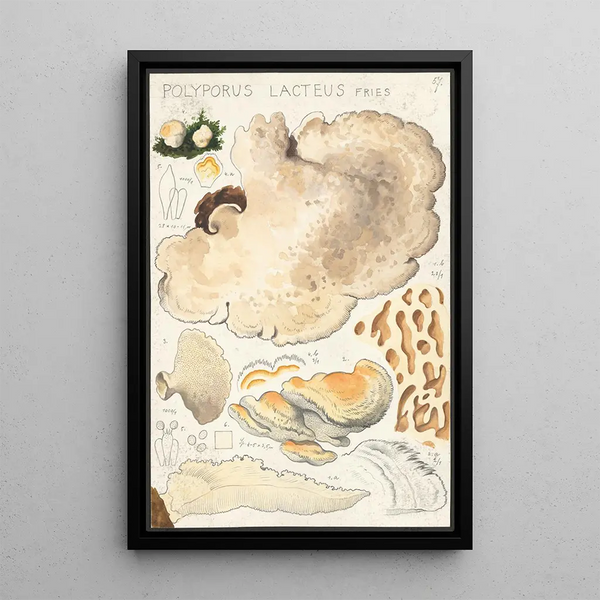 Polyporus lacteus Fries - Hans Baldung — oprawiony obraz na ścianie