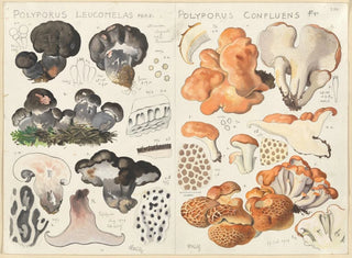 Hans Walty - Polyporus leucomelas Polyporus confluens.webp