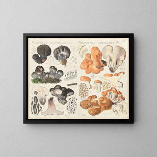 Hans Walty - Polyporus leucomelas Polyporus confluens.webp
