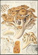Polyporus ramosissimus Schff - Hans Baldung — widok dzieła
