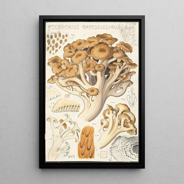 Polyporus ramosissimus Schff - Hans Baldung — oprawiony obraz na ścianie