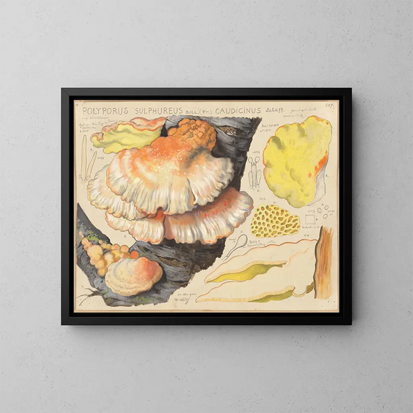 Polypore sulfuré - Hans Baldung — oprawiony obraz na ścianie