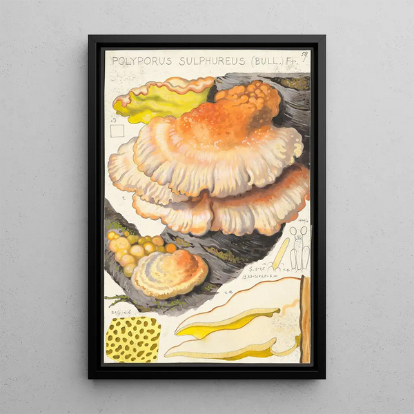 Polyporus sulfureus Bull Fr - Hans Baldung — oprawiony obraz na ścianie
