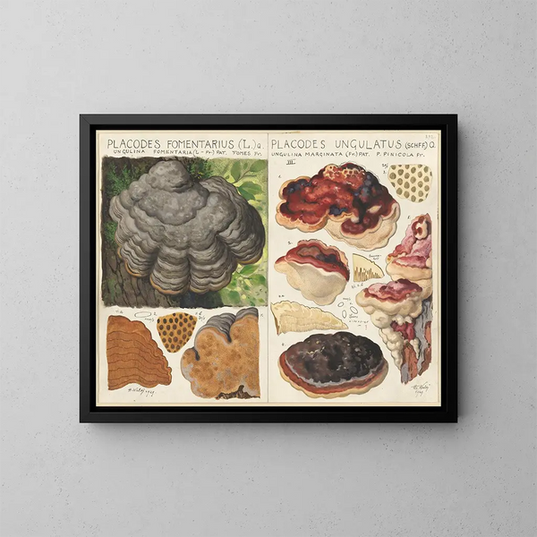 Polystictus fomentarius i Placodes ungulatus - Hans Baldung — oprawiony obraz na ścianie