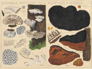 Poyporus boréal Poyporus hispidus - Hans Baldung — widok dzieła