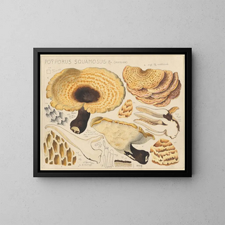 Hans Walty - Poyporus squamosus Fr Hudson.webp