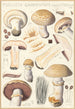 Psalliota campestris Psalliota campestris var umbrina - Hans Baldung — widok dzieła