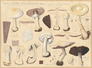 Psalliota silvicola - Hans Baldung — widok dzieła