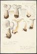 Psathyrella gracilis Clitocybe clavipes - Hans Baldung — widok dzieła
