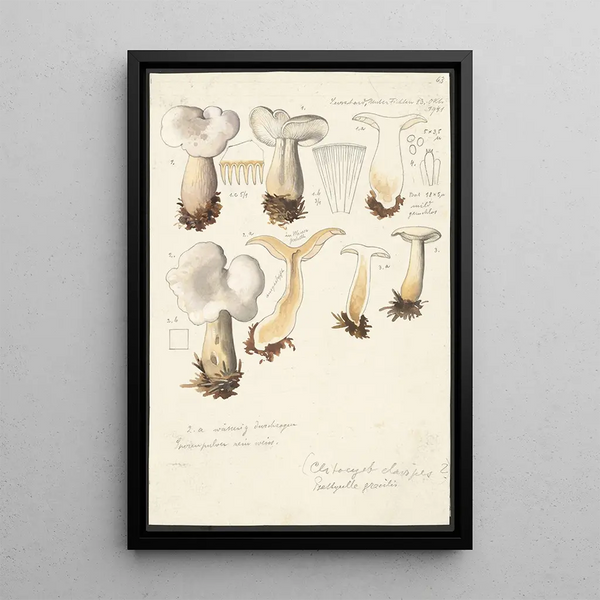 Psathyrella gracilis Clitocybe clavipes - Hans Baldung — oprawiony obraz na ścianie