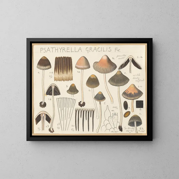 Psathyrella gracilis - Hans Baldung — oprawiony obraz na ścianie