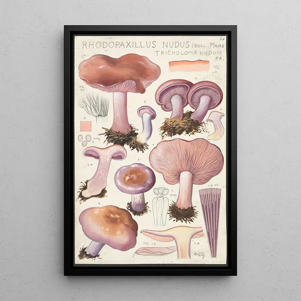 Rhodopaxillus nudus Bull Maire Tricholoma nudum Fr - Hans Baldung — oprawiony obraz na ścianie