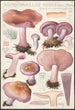 Rhodopaxillus nudus Bull Maire Tricholoma nudum Fr - Hans Baldung — widok dzieła