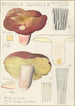 Russula olivacea - Hans Baldung — widok dzieła