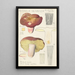 Russula olivacea - Hans Baldung — oprawiony obraz na ścianie