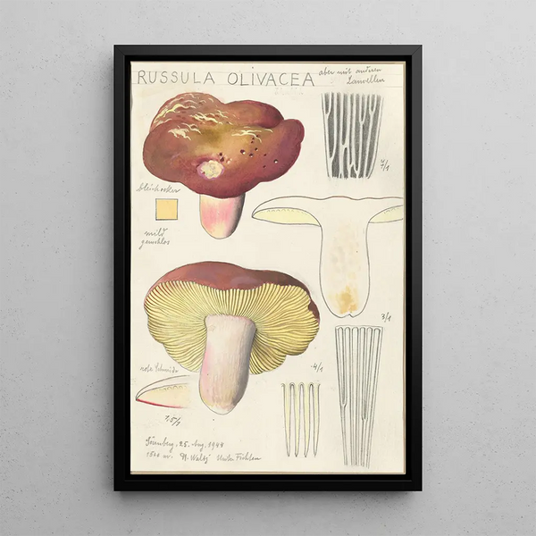 Russula olivacea - Hans Baldung — oprawiony obraz na ścianie