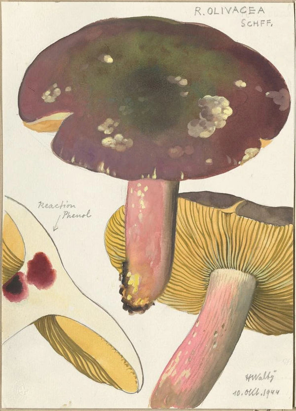 Russula olivacea schff - Hans Baldung — oprawiony obraz na ścianie
