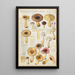 Russula puellaries - Hans Baldung — oprawiony obraz na ścianie