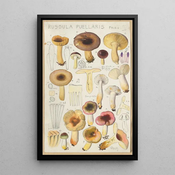 Russula puellaries - Hans Baldung — oprawiony obraz na ścianie