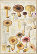 Russula puellaries - Hans Baldung — widok dzieła