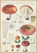 Russula seperina - Hans Baldung — widok dzieła
