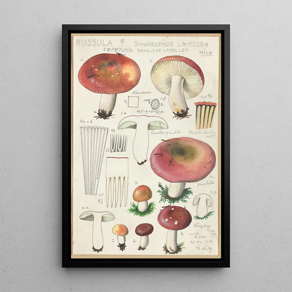 Russula seperina - Hans Baldung — oprawiony obraz na ścianie