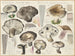 Russule aduste Russule albonigra - Hans Baldung — widok dzieła