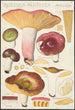 Russula alutacea Persoon - Hans Baldung — widok dzieła