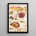 Russula alutacea Persoon - Hans Baldung — oprawiony obraz na ścianie