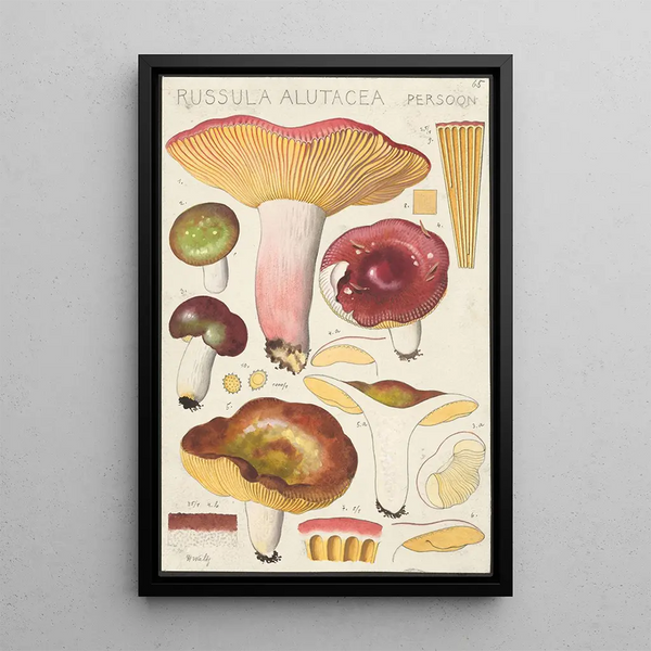 Russula alutacea Persoon - Hans Baldung — oprawiony obraz na ścianie